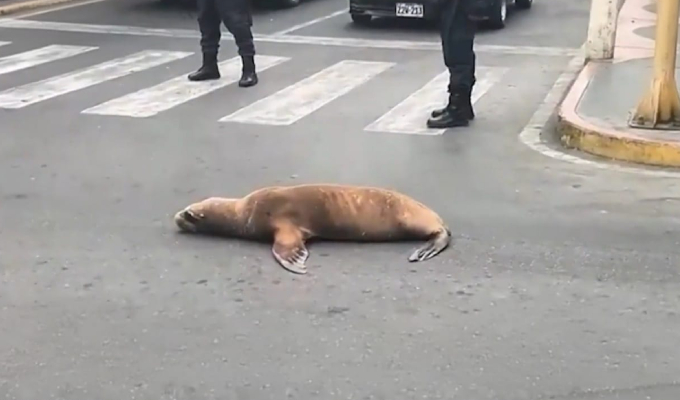 Captan a lobo marino buscando alimento por calles de Ilo