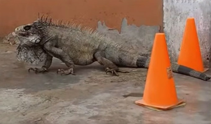 Ciudadanos sorprendidos: enorme iguana recorre distintas calles de Trujillo