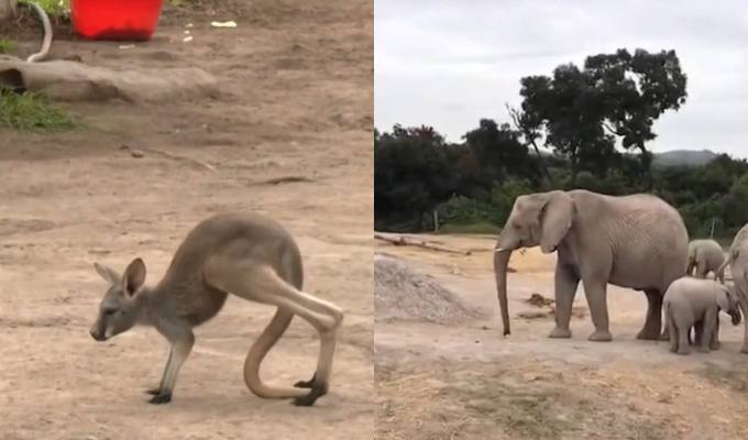 Parque de Las Leyendas presenta a la cangura "Kira" y alista la llegada de dos elefantes