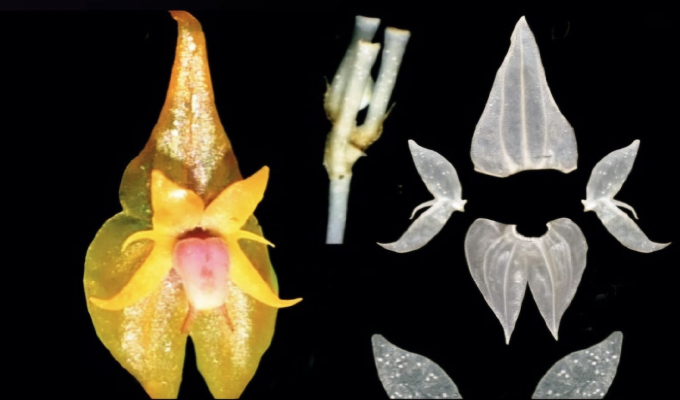 Descubren nueva especie de orquídea en el Parque Nacional Yanachaga Chemillén