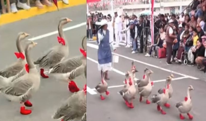 “Mamá gansa” y sus simpáticas aves participarán en aniversario de Arequipa