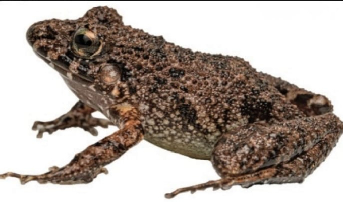 Descubren una nueva especie de rana en la zona de amortiguamiento del Parque Nacional Cordillera Azul