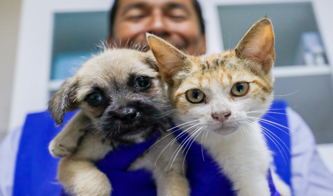 Municipalidad de Lima logra que cerca de 250 mascotas rescatadas de la venta ilegal encuentren un nuevo hogar