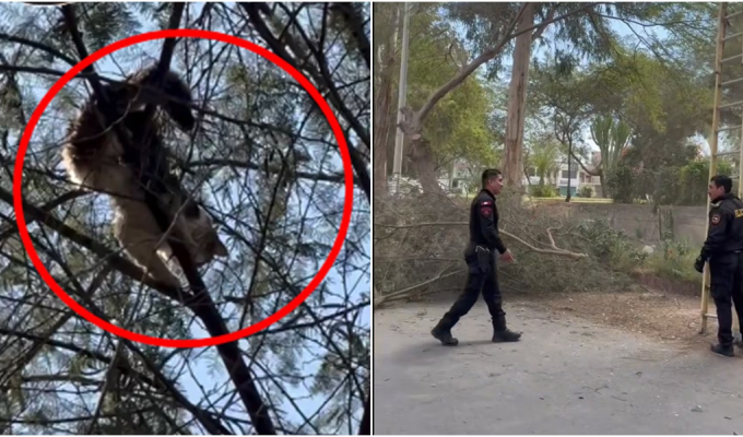 Rescatan a gatito que quedó atrapado en un árbol de más de 20 metros durante cuatro días