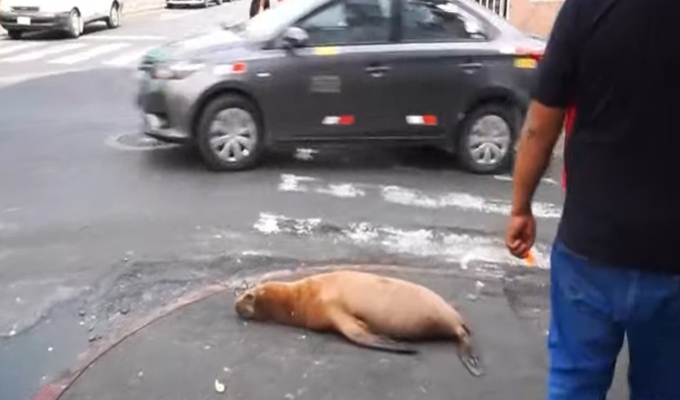 Lobo de mar sorprende al recorrer las calles de Ilo en busca de comida
