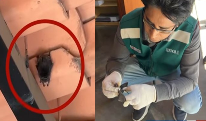 Serfor rescata a murciélago frugívoro en colegio de Cajamarca