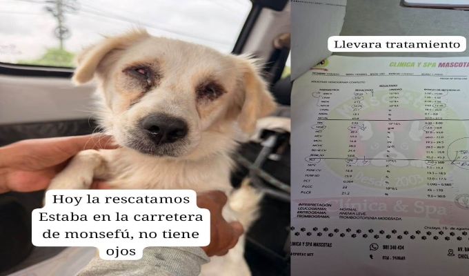 Perrita ciega es rescatada luego de ser abandonada a su suerte en Monsefú