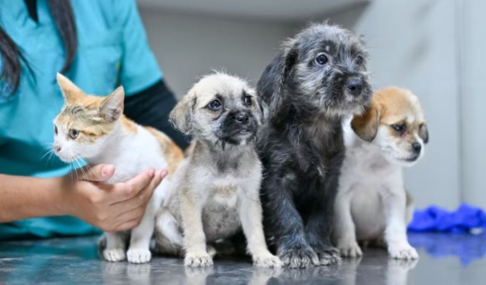Cachorros rescatados de la venta ilegal buscan hogar en Lima: conoce los requisitos para adoptarlos