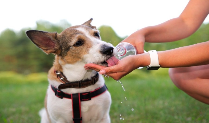 5 alimentos saludables para ayudar a tu mascota durante un golpe de calor