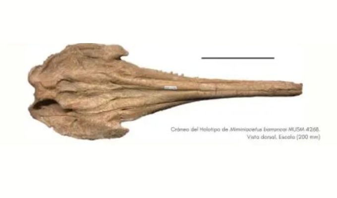 Hallazgo en Ica: descubren nueva especie de delfín fósil que vivió hace 14 millones de años
