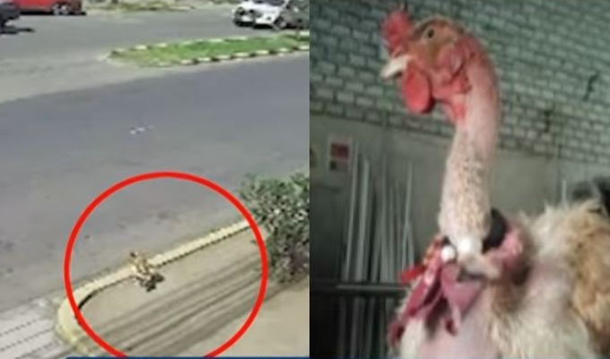 Trujillo: familia ofrece recompensa por su gallina que fue robada