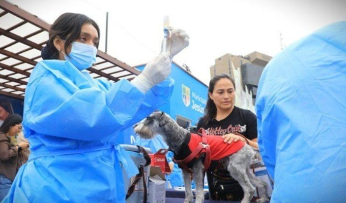 Minsa lanza campaña gratuita para vacunar a perros contra la rabia este 22 y 23 de agosto