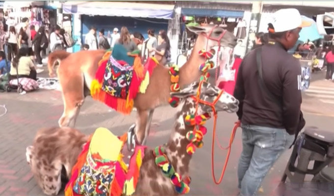 La Victoria: rescatan a llamas del Emporio Comercial de Gamarra