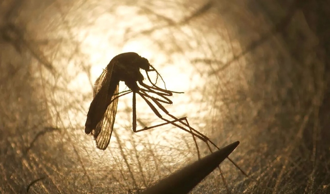 Alertan expansión del mosquito que transmite el virus del Nilo Occidental