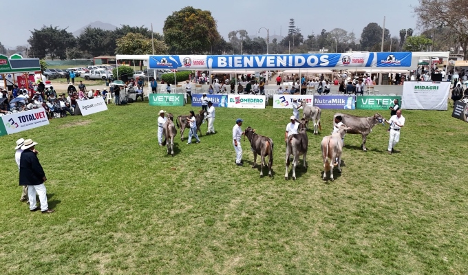 XII Feria Nacional de Ganado Lechero reunirá a ejemplares Holstein y Brown Swiss en Mamacona, Lurín