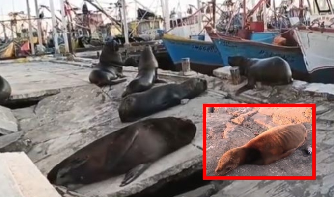 Crisis por efecto del fenómeno El Niño: Lobos de mar y pelícanos mueren de hambre