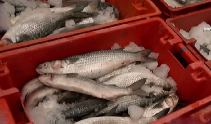 Callao: nuevas especies de peces llegan por el fenómeno El Niño