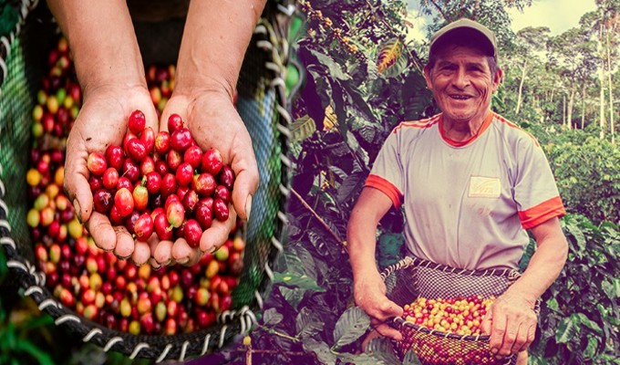 Perú alcanza récord de US$ 1 796 millones en exportaciones de café y beneficia a 223 mil familias productoras