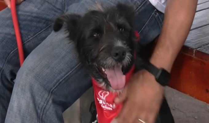 Perrito de albergue municipal en Surco fue elegido para interpretar a “Sandy” en la obra Annie