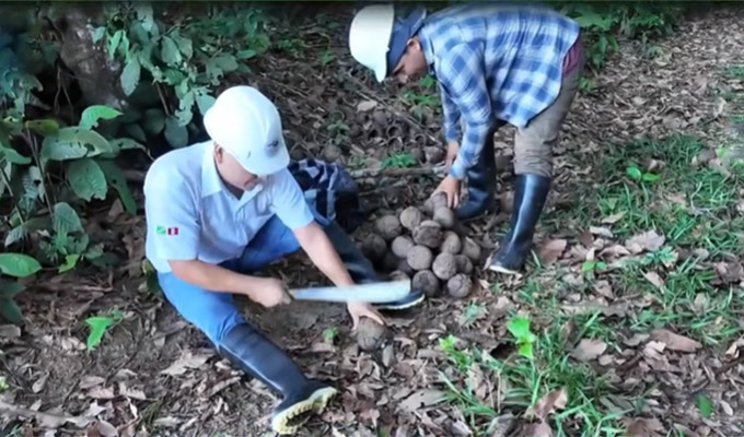 Bendita castaña de nuestra Amazonía: fruto también es usado en la industria de los cosméticos