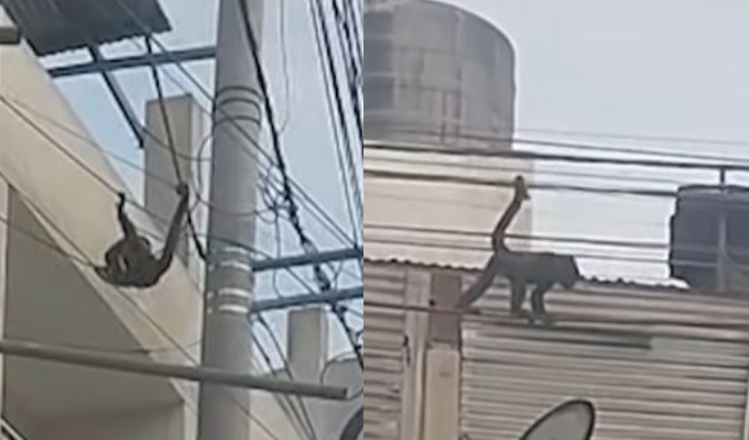 Vecinos alertan la presencia de un mono “choro” por las calles de San Juan de Lurigancho