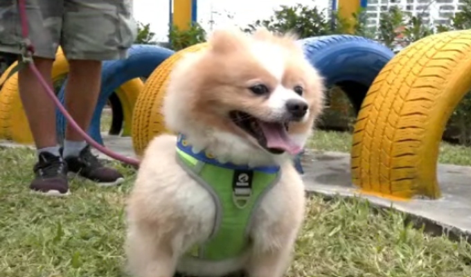 Breña estrena parque exclusivo para mascotas con juegos y áreas de recreación