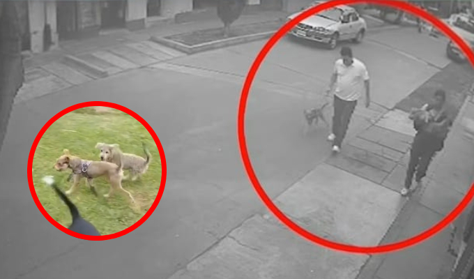 Captan a pareja de ladrones robando a dos perros de raza de una vivienda en Surco