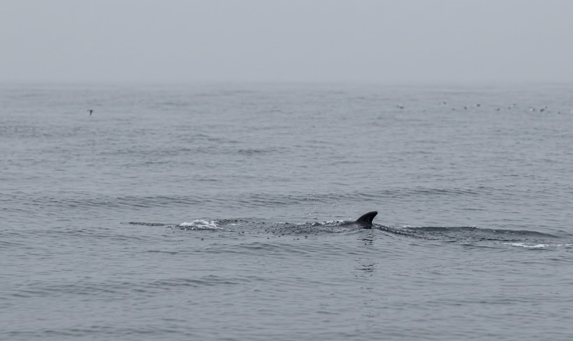 ¡Por primera vez! Registran ballena de aleta en litoral de Huacho