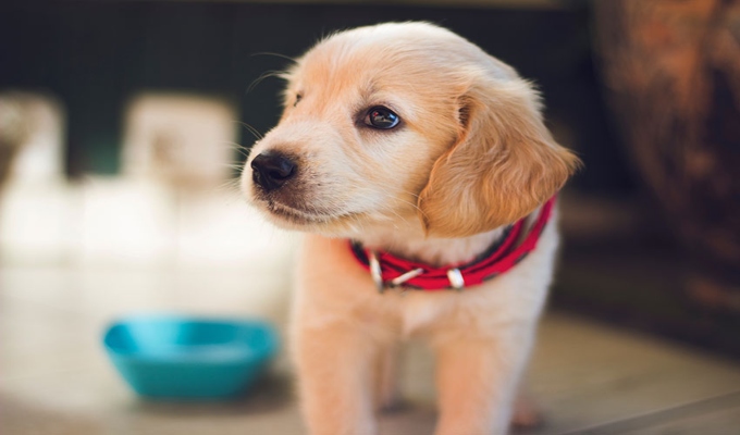 Santos protectores de los animales: ¿quiénes son y por qué se les relaciona con las mascotas?