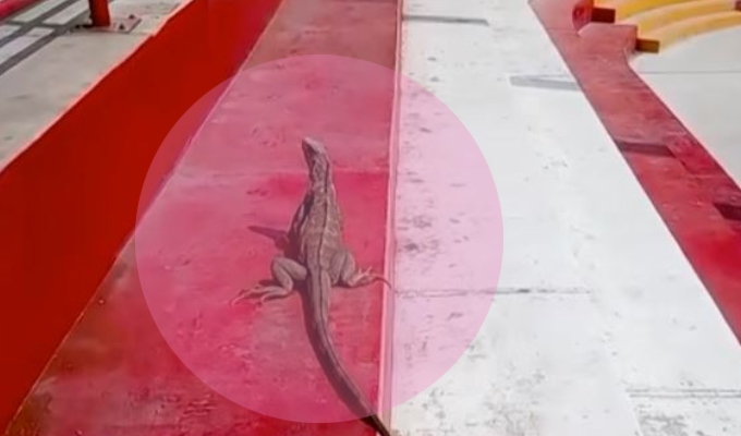 SJL: presencia de enorme iguana en parque atemoriza a vecinos