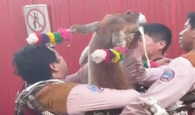Indignación en Cusco por hacer beber cerveza a una llama durante procesión