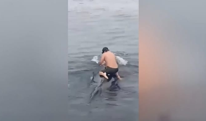 Tacna: pescador arriesga su vida para liberar a ballena atrapada en red de pesca