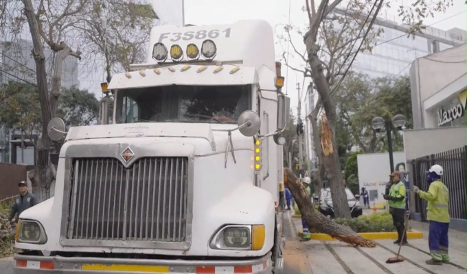 Daño al patrimonio: pesado tráiler daña emblemático cedro protegido por Chabuca Granda