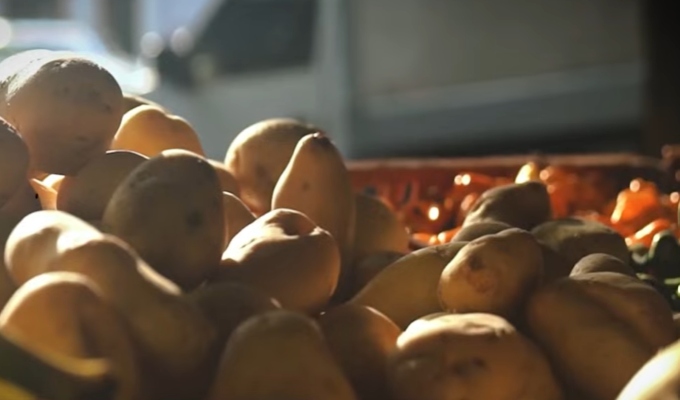 Productores alertan riesgos para la papa ante posible Fenómeno El Niño