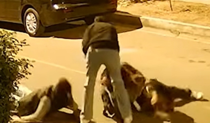La Molina: pareja de adultos mayores termina herida tras violenta pelea de perros