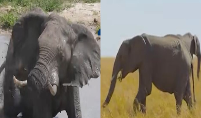 Por primera vez en Lima: parque de las Leyendas recibirá a dos elefantes africanos