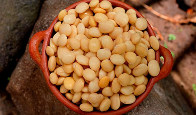 El chocho o tarwi: ancestral fuente de proteína vegetal