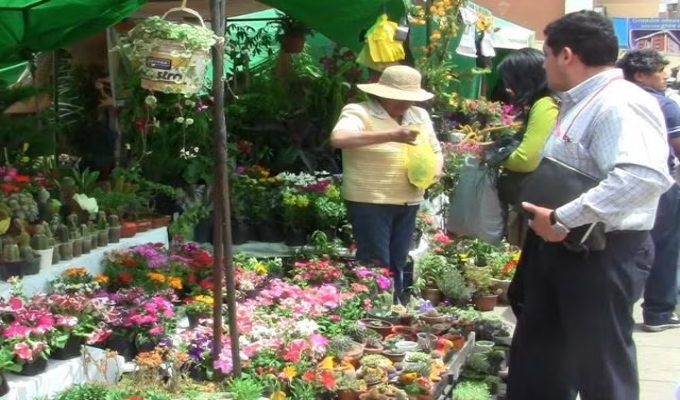 Heladas golpean a floricultores de Huancayo y generan pérdidas de hasta 50%