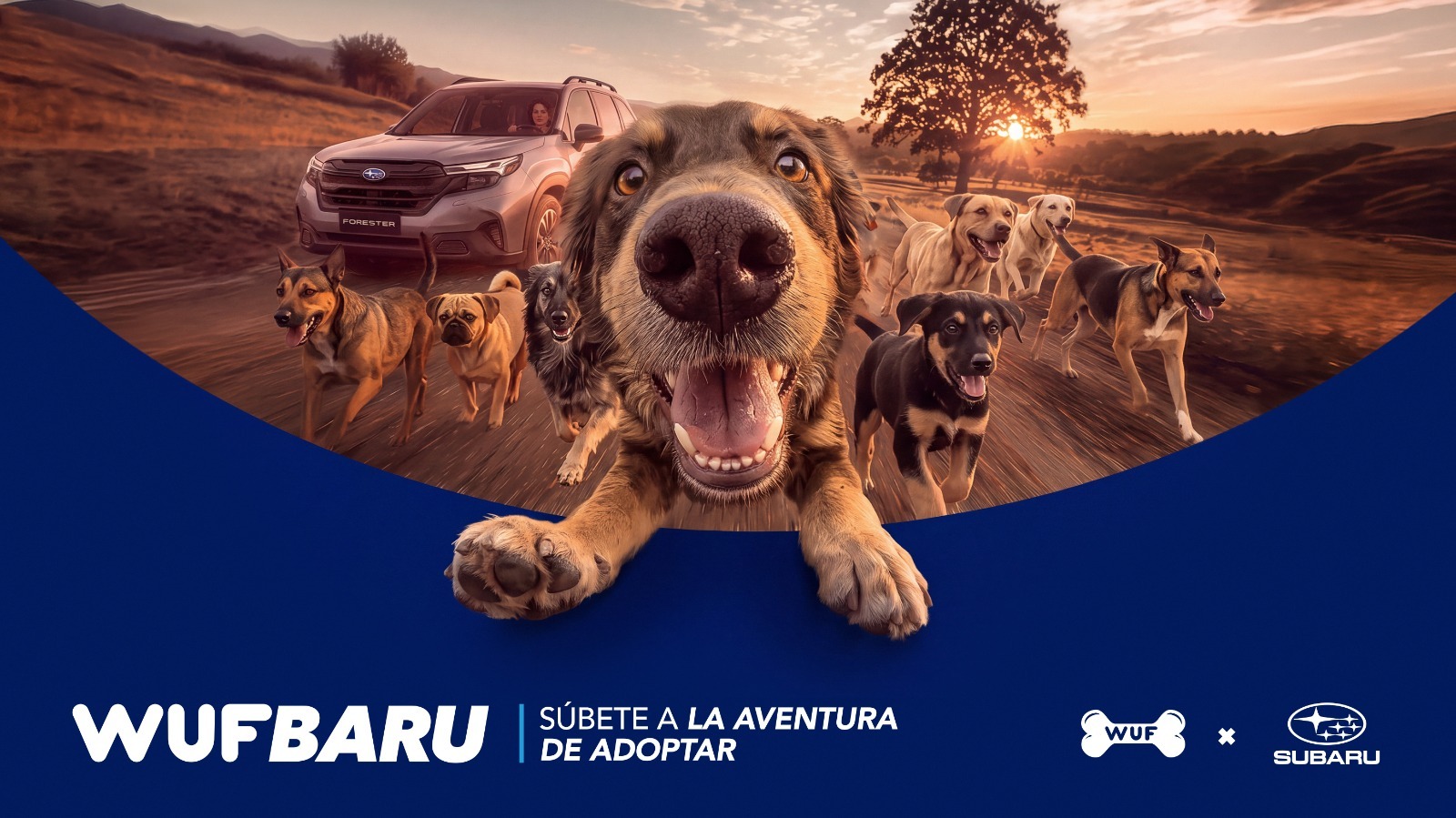 ¿Buscas adoptar un perro? “WUFBARU” te acerca a quiénes esperan una familia