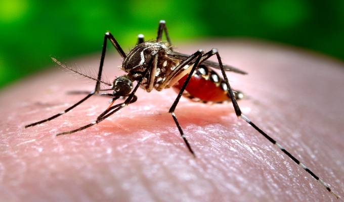 Dengue en Perú: contagios aumentan y ya suman casi 56 mil casos