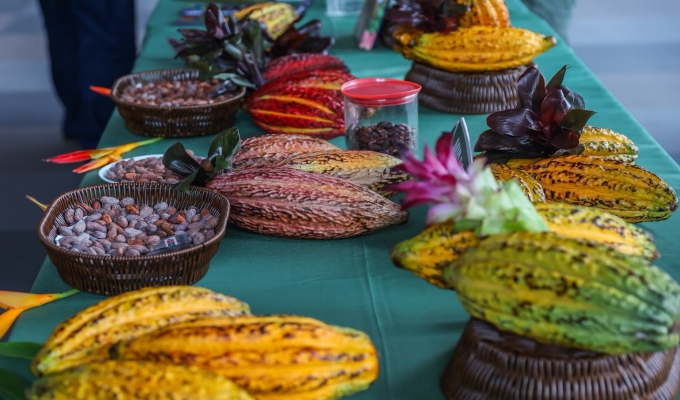 Midagri: el Perú es uno de los principales exportadores de cacao y derivados del mundo