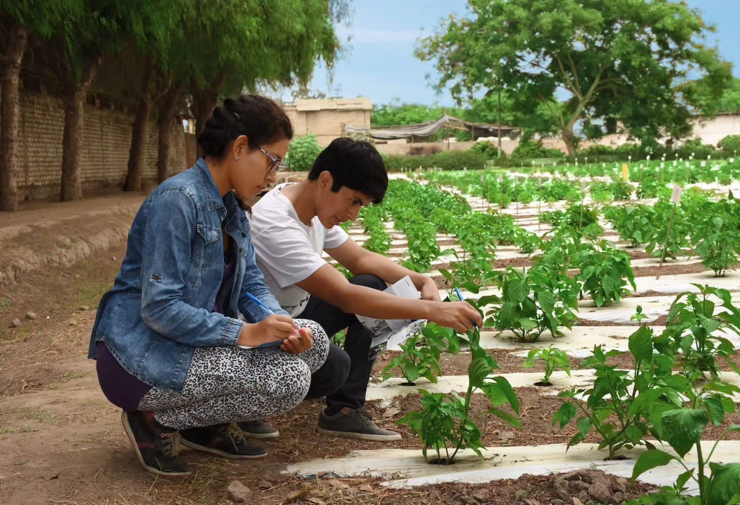 Midagri: Perú impulsa oportunidades para los jóvenes del campo y fortalece cooperación agrícola con panamá