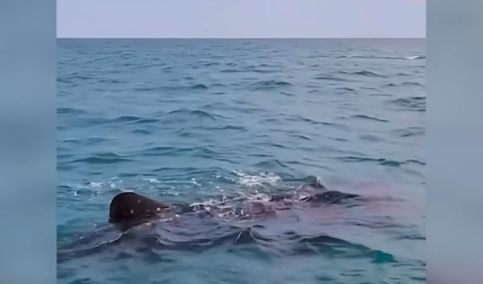 Piura: captan a enorme tiburón ballena en playa "Los Órganos"