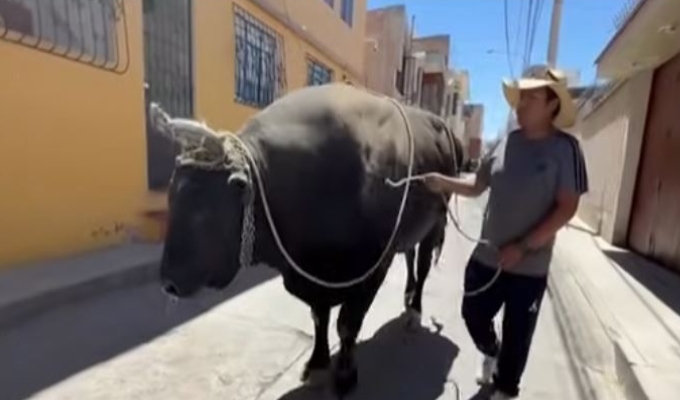 ¡Sorprendente! Captan a joven acompañado de su toro de pelea en día de votaciones