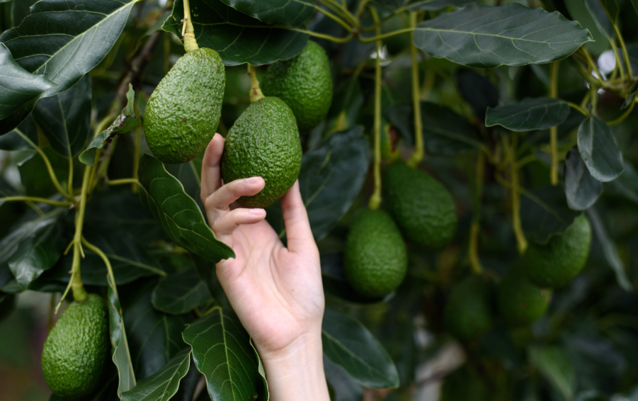 MIDAGRI: casi US$ 4,000 millones en exportaciones de frutas y hortalizas
