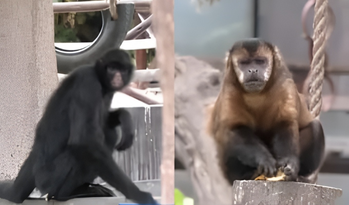 Monitos rescatados causan sensación en el Parque de las Leyendas