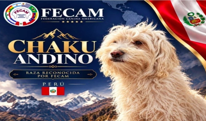 Perú suma una tercera raza canina reconocida: el chaku andino cusqueño
