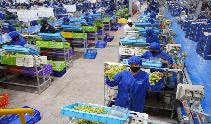 MIDAGRI: Ica concentra la mitad de exportaciones de uva y se inicia campaña 2026-2027 con primer envío a EE.UU.