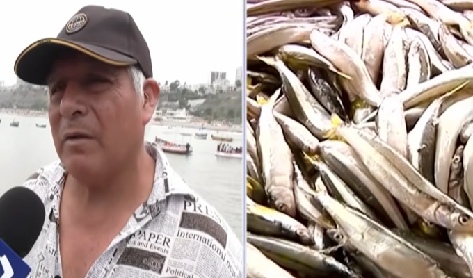 Fenómeno El Niño afecta la pesca artesanal en Chorrillos: pescadores reportan falta de especies