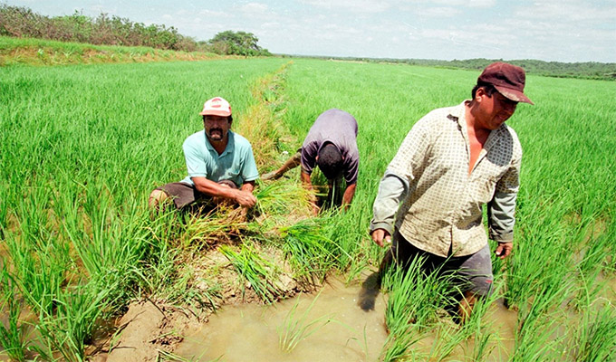 Piura: agricultores denuncian demora en obras de prevención ante el fenómeno El Niño